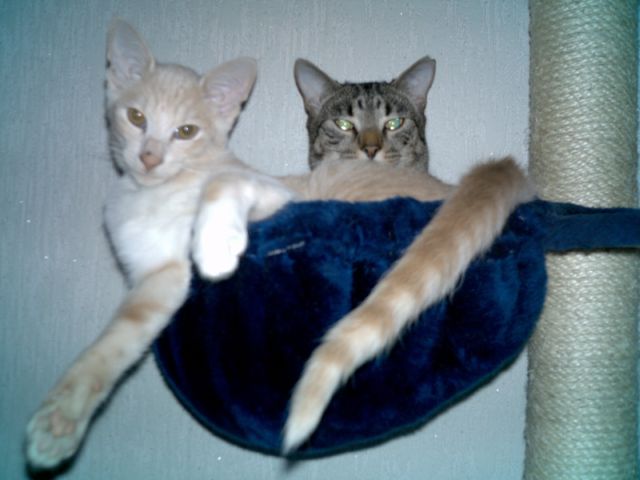 tom und paulchen