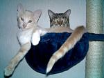 tom und paulchen