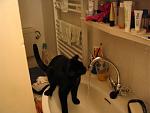 Die kleine Ashanti.. sie ist nicht wasserscheu ^^ dafr aber dreimal so frech und bermtig, wie alle Katzen, die ich kenne o.o schmeit gerne...