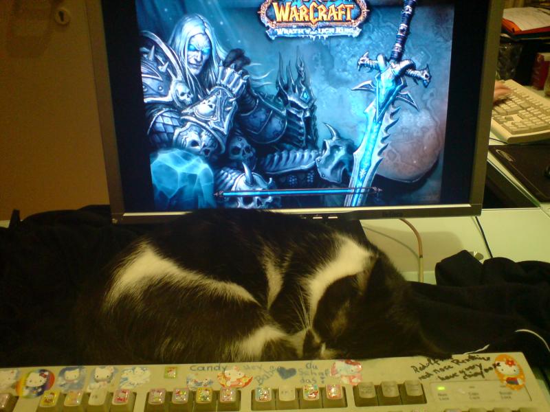 pussy cat xD