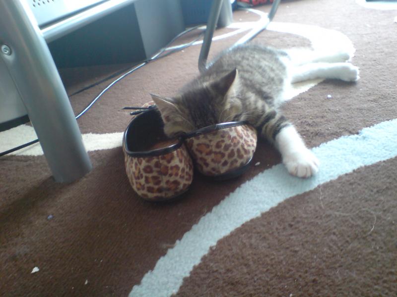 und da soll einer mal sagen katzen sind keine schuhfetische^^