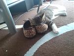 und da soll einer mal sagen katzen sind keine schuhfetische^^