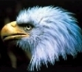 Die Adler - Gilde