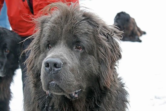 Mein grauer Neufundlnder Tyson (2,5 Jahre)