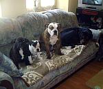 Thysen,Lisa,Lola und Spike