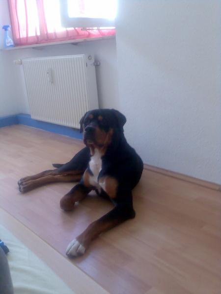 Ich bin der Boss (manchmal)