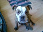 Lola Maus