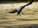 Rabenflug im Herbst